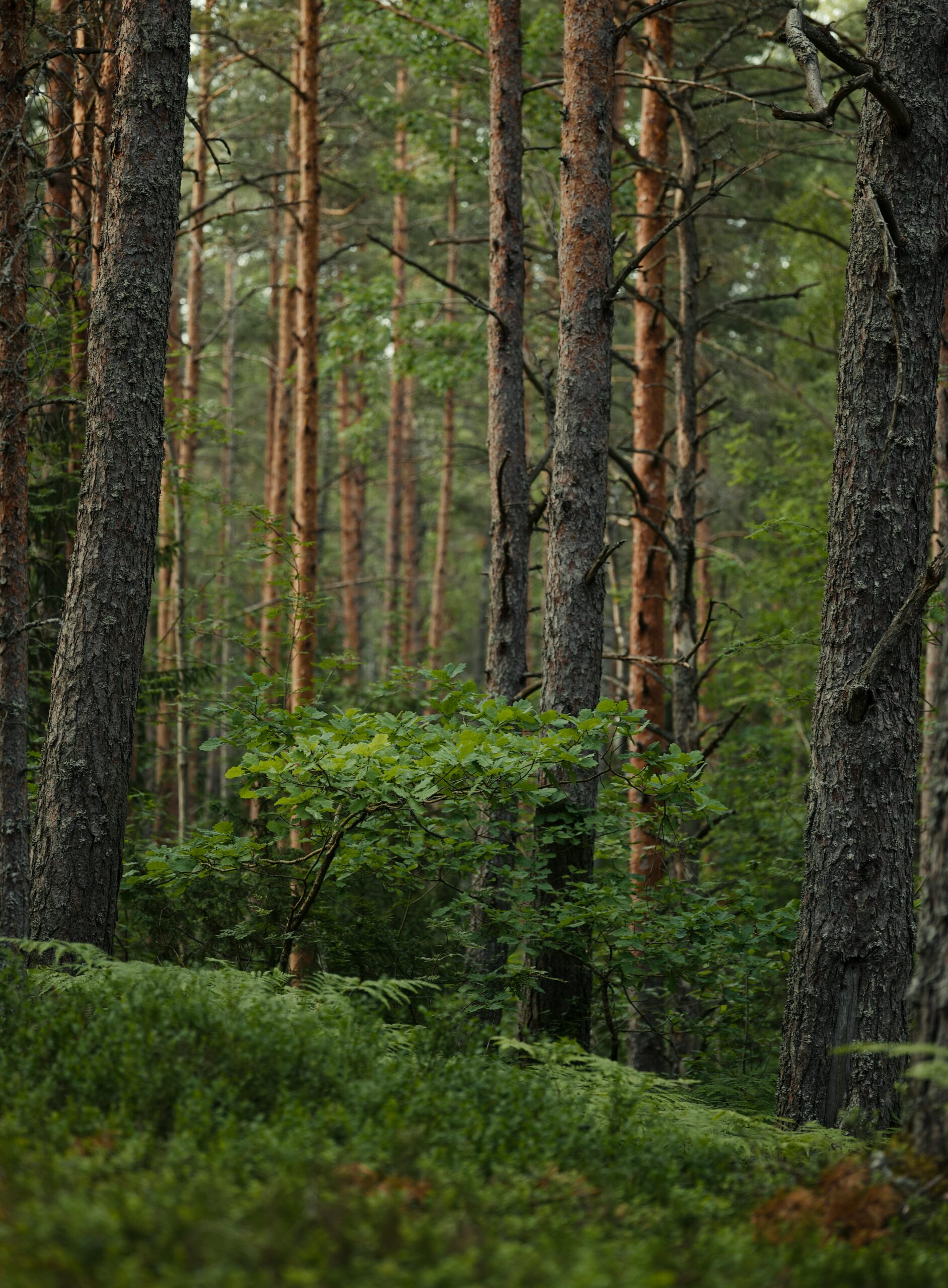 Tranquil view of a lush green forest with tall pine trees.